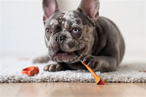 PawRead.com .